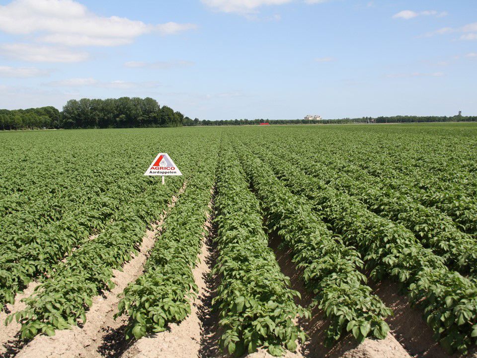 150610 Aardappelen Dezeeuw Wk8 024