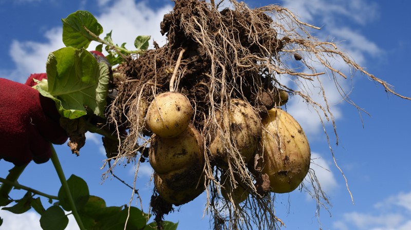 Twinner aardappels aan plant - yield