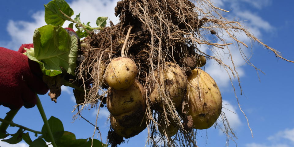 Twinner aardappels aan plant - yield