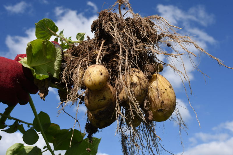 Twinner aardappels aan plant - yield