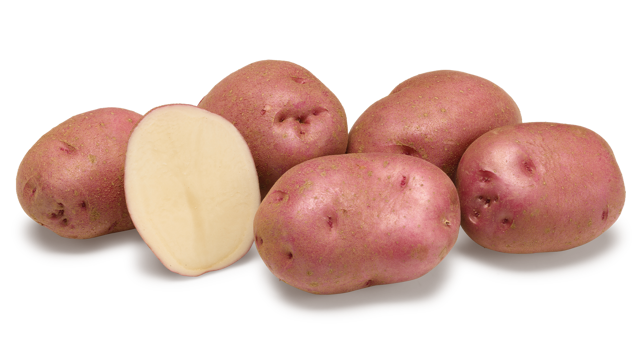 Aardappelras Rudolph