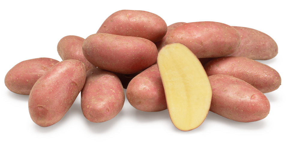 Cerisa nestje met doorsnee