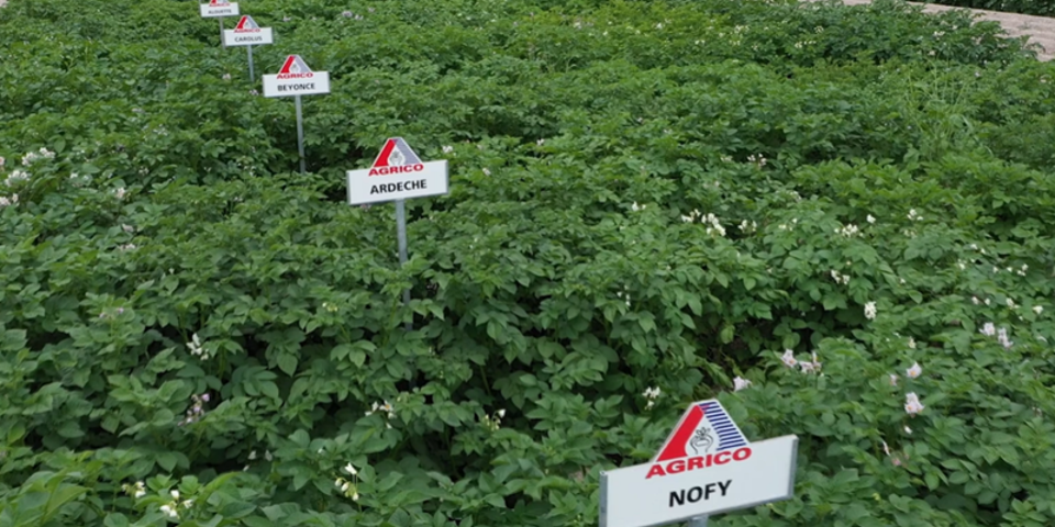 Next Generation Potatoes