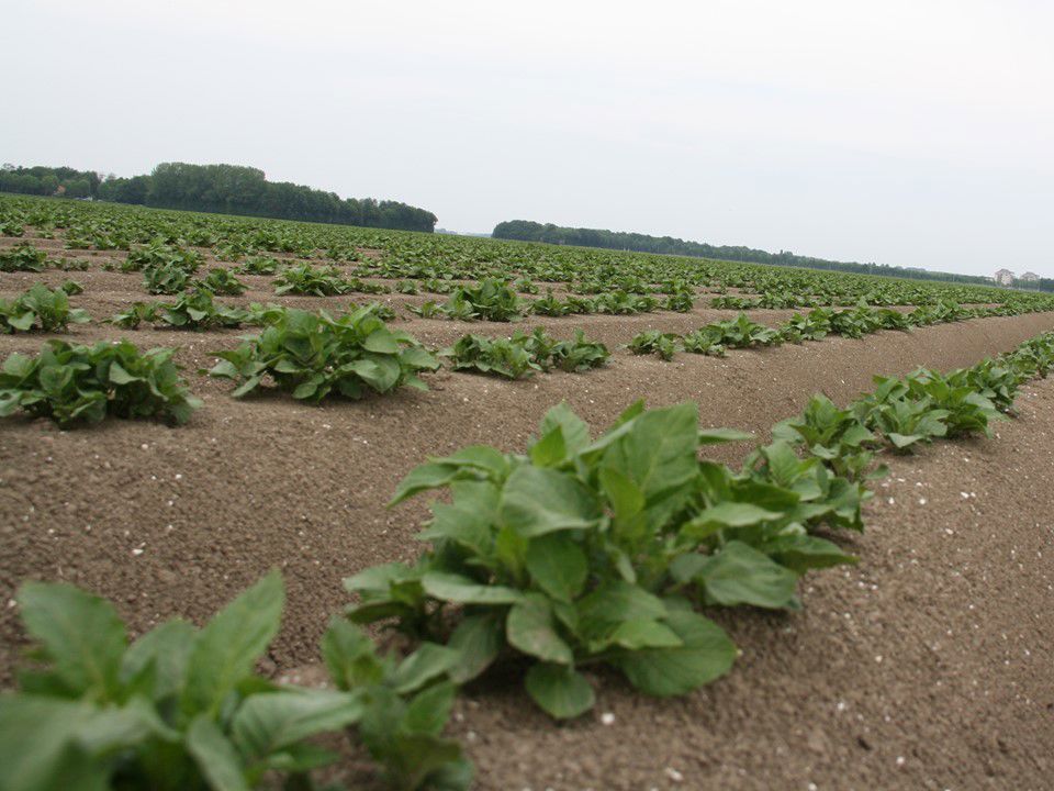 010610 Aardappelen Dezeeuw Wk6 025