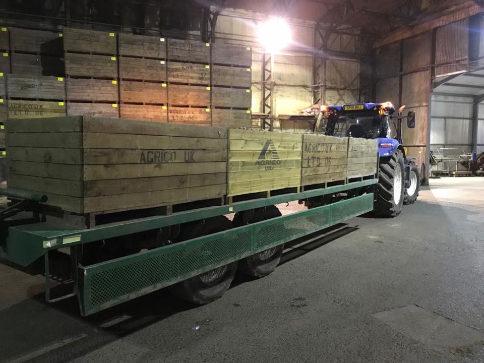 Storage and grading seed potatoes