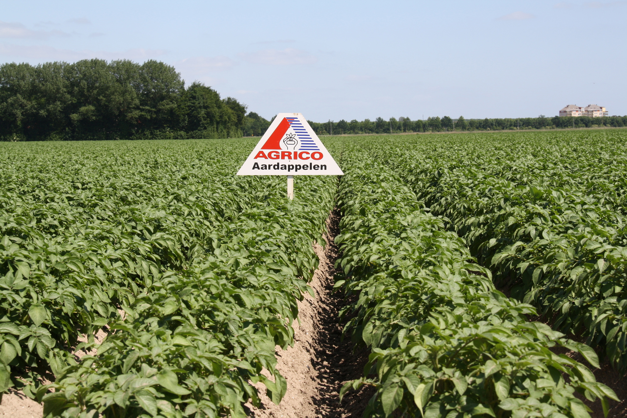 Agrico Aardappelveld