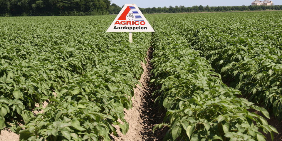 Agrico Aardappelveld