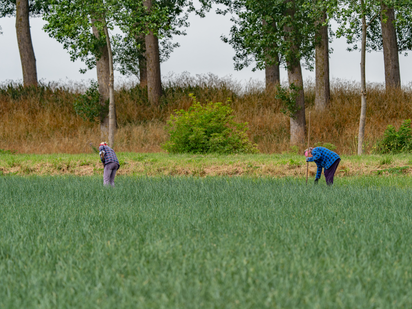 Risseeuw workers in vegetable field