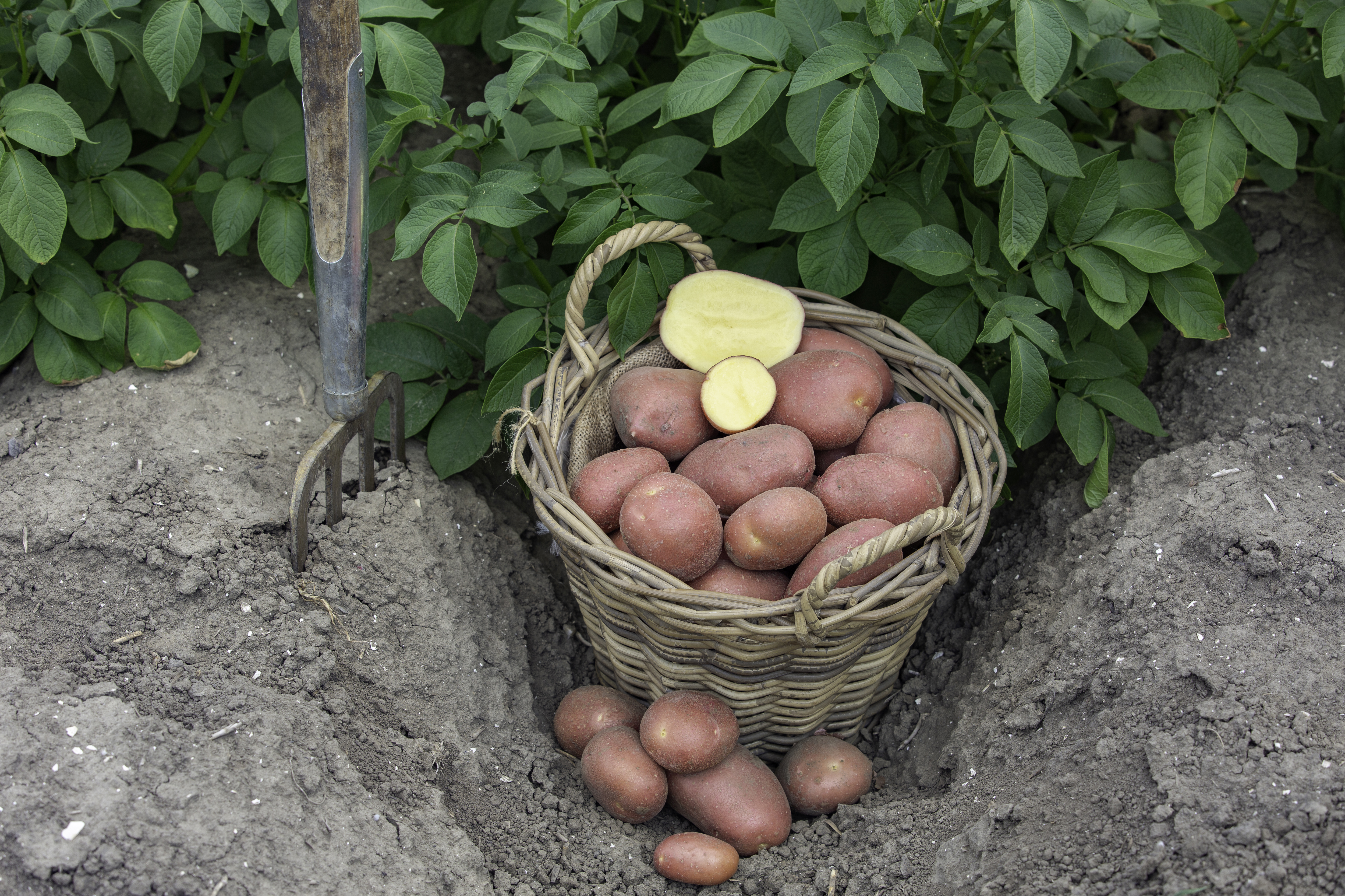 ©Klaas Eissens AV Producties Agrico Manitou 29 07 19 6