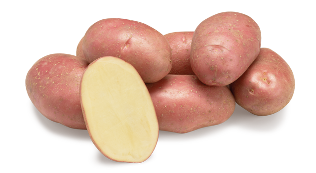 Aardappelras Evolution