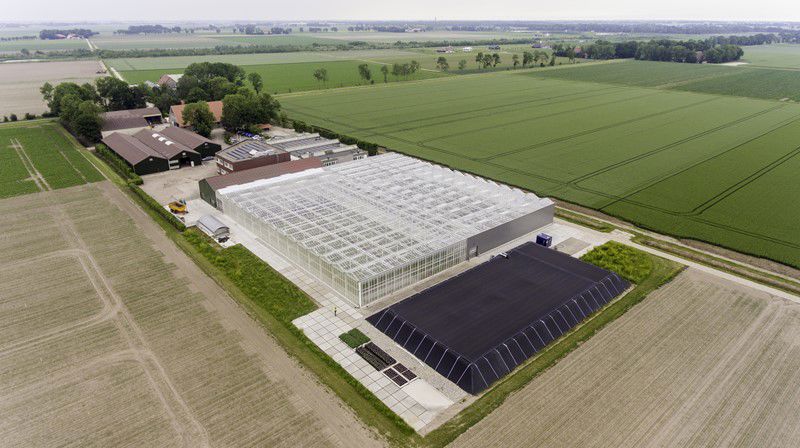 Klaas Eissens Agrico Rs Blaadjes Kloontjes Stekken 12 06 19 7