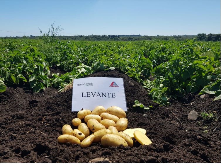 Levante Romagnoli