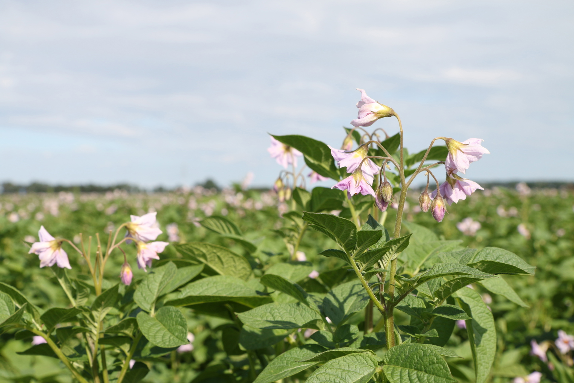 Flowering potato crop field