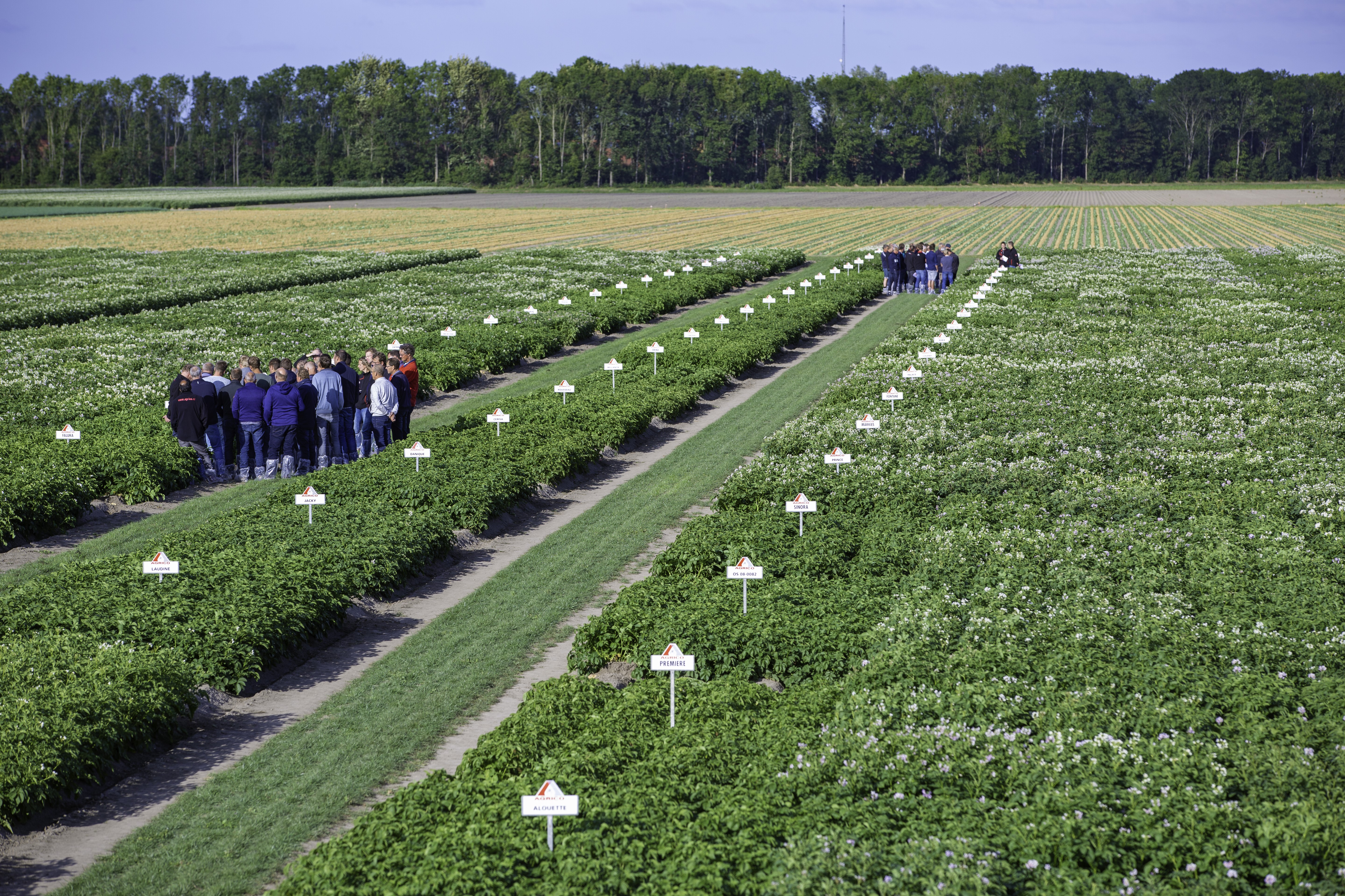 Farmers visiting a demofield of seed potatoes