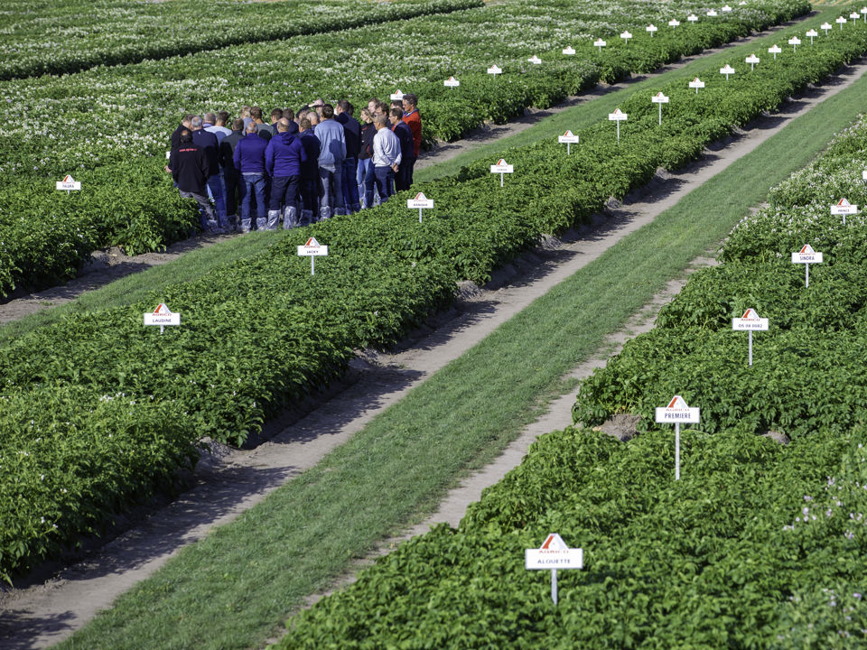 Farmers visiting a demo field of seed potatoes