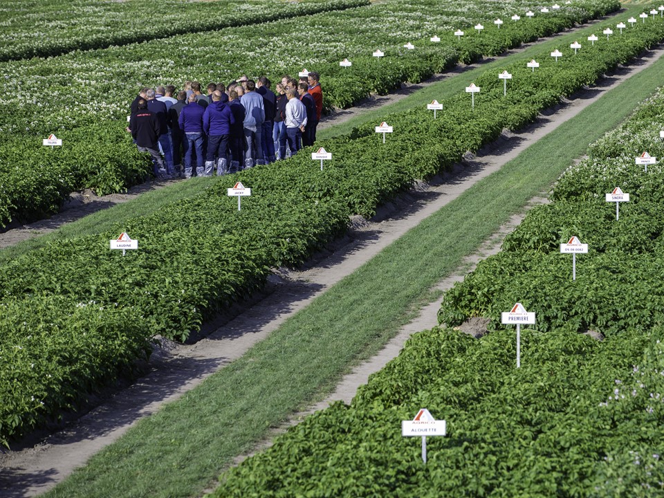 Farmers visiting a demo field of seed potatoes