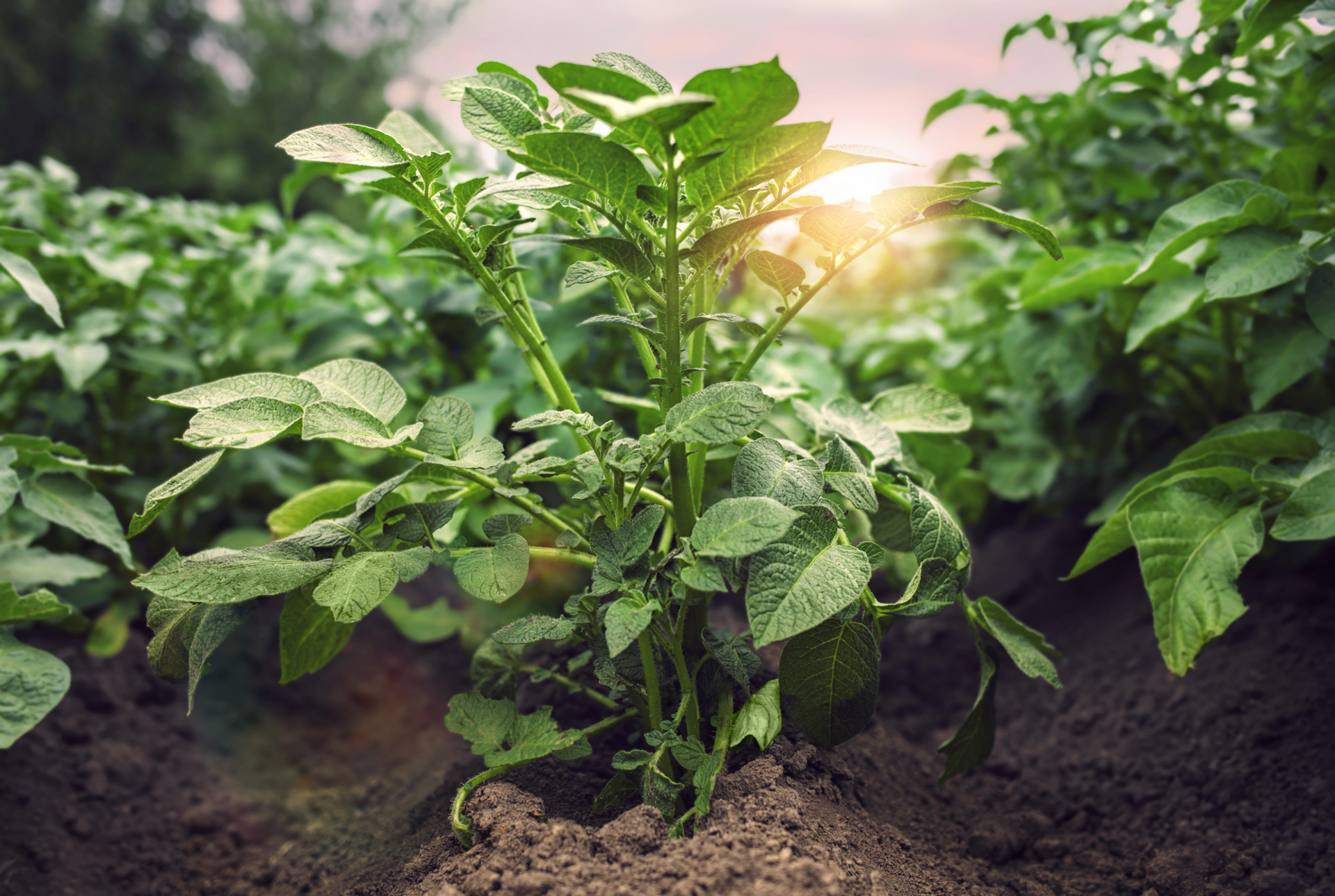 Gettyimages 1250910387 Aardappelplanten (1) (1)