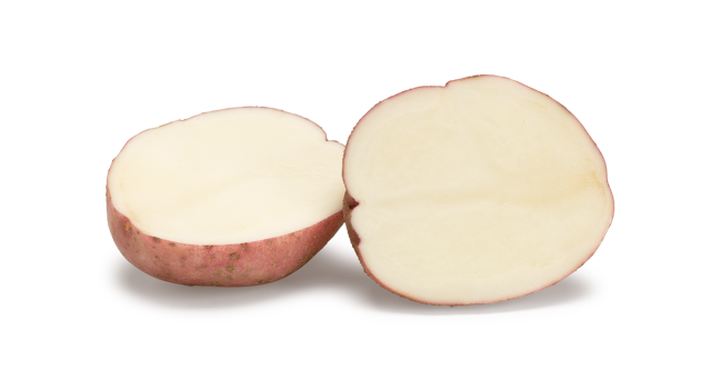 Pootaardappelras Rudolph