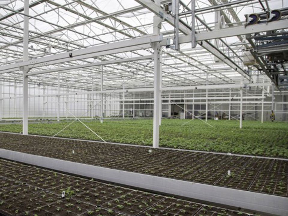 Hoge Opbrengt Aardappelen