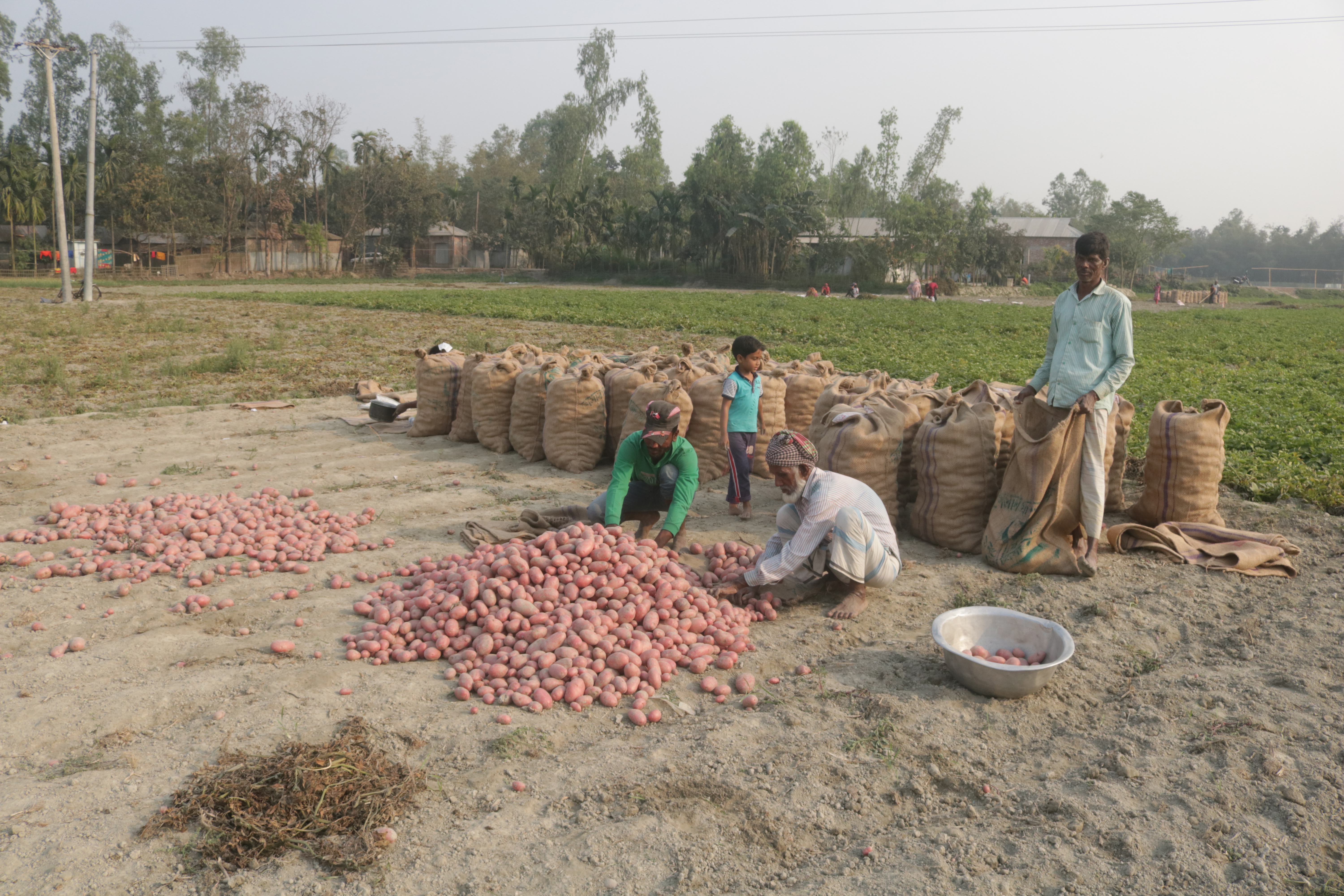 Potatoes Bagging For Store