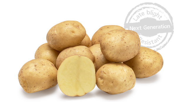 Beyonce GRB CL©Agrico20 Met Stempel800x448