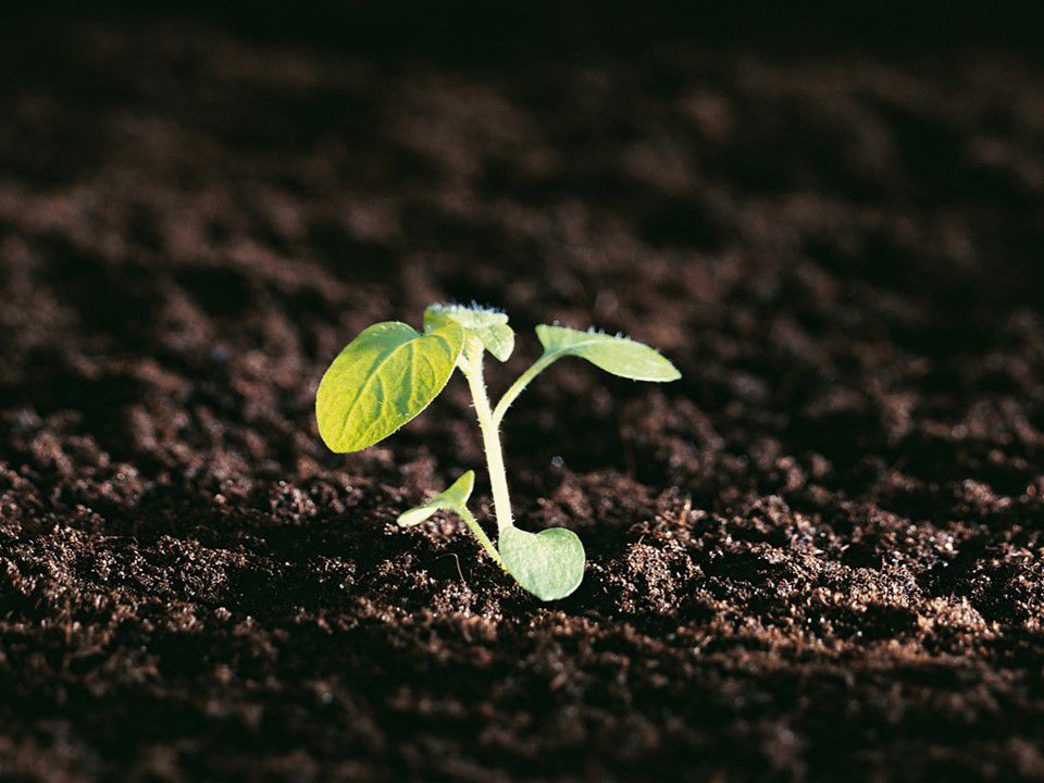 Plant Kl (1)