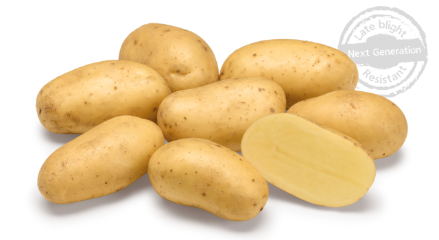 Aardappelras Levante