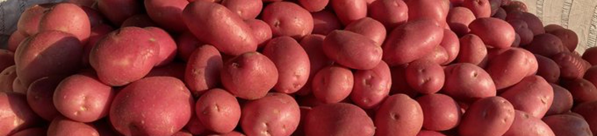 Planed Roko Roko, red-skinned fresh market potato | Parkland Potato Varieties