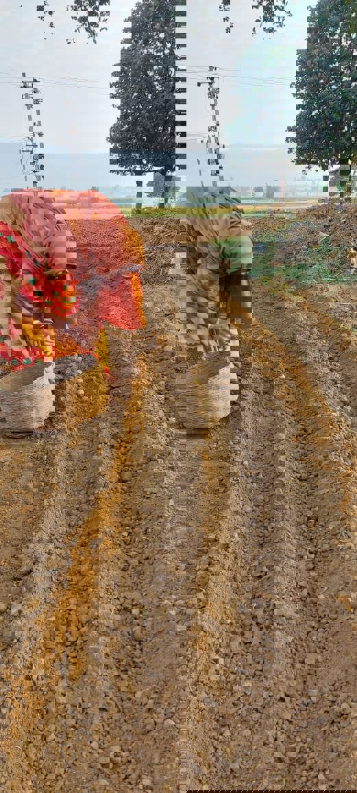 India potato planting