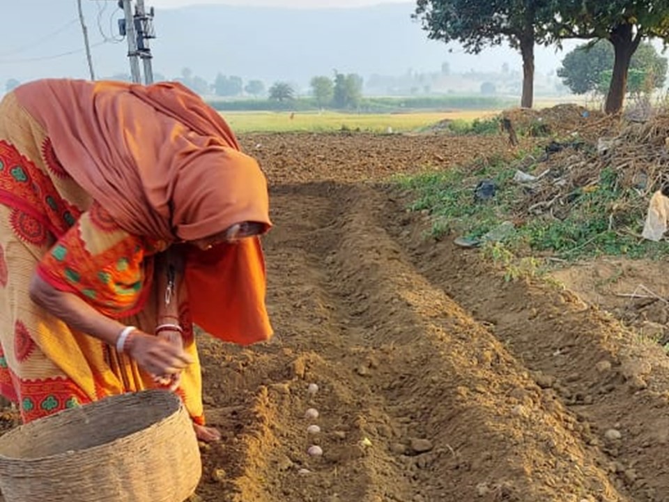 India potato planting