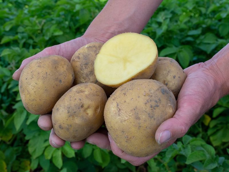 Agrico Gmpro Beyonce 9846 (1)