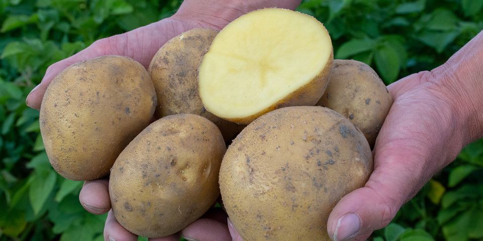 Agrico Gmpro Beyonce 9846 (1)