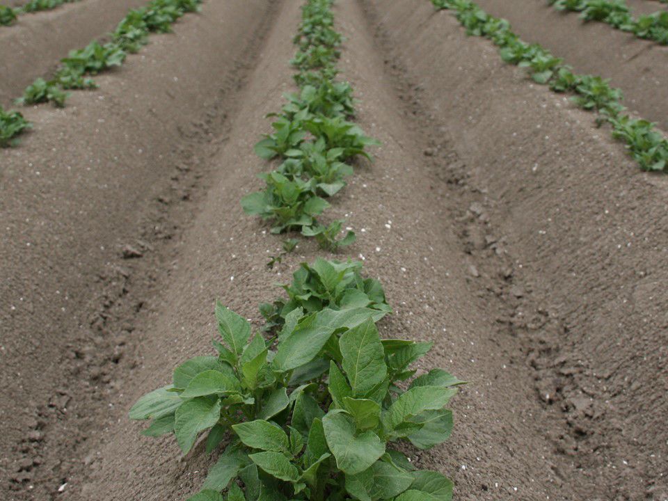010610 Aardappelen Dezeeuw Wk6 037