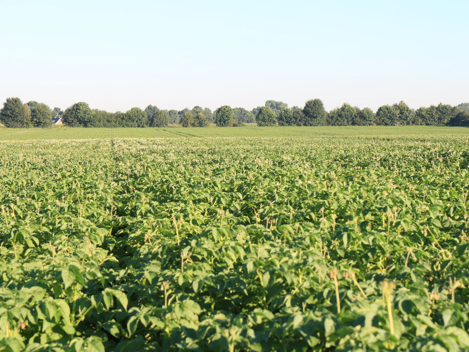 20 07 16 Veld Fontane Teler Hendriks 0016
