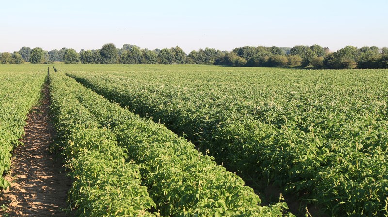 Fontane field grower Hendriks