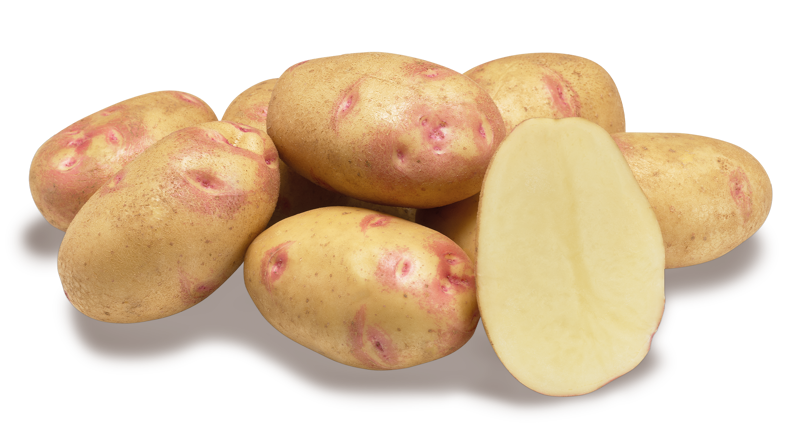 Picasso nestje met doorsnee