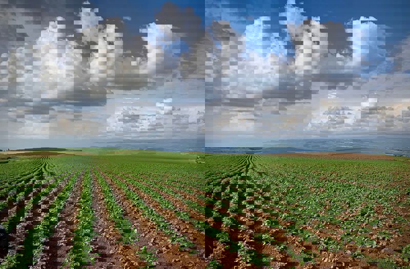 Potato Upscaling Kenya