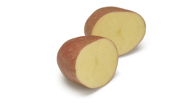 Pootaardappelras Manitou Agrico