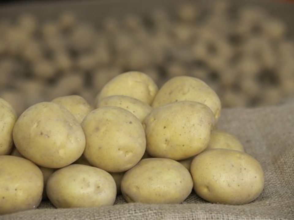 Hoeveel Aardappelrassen
