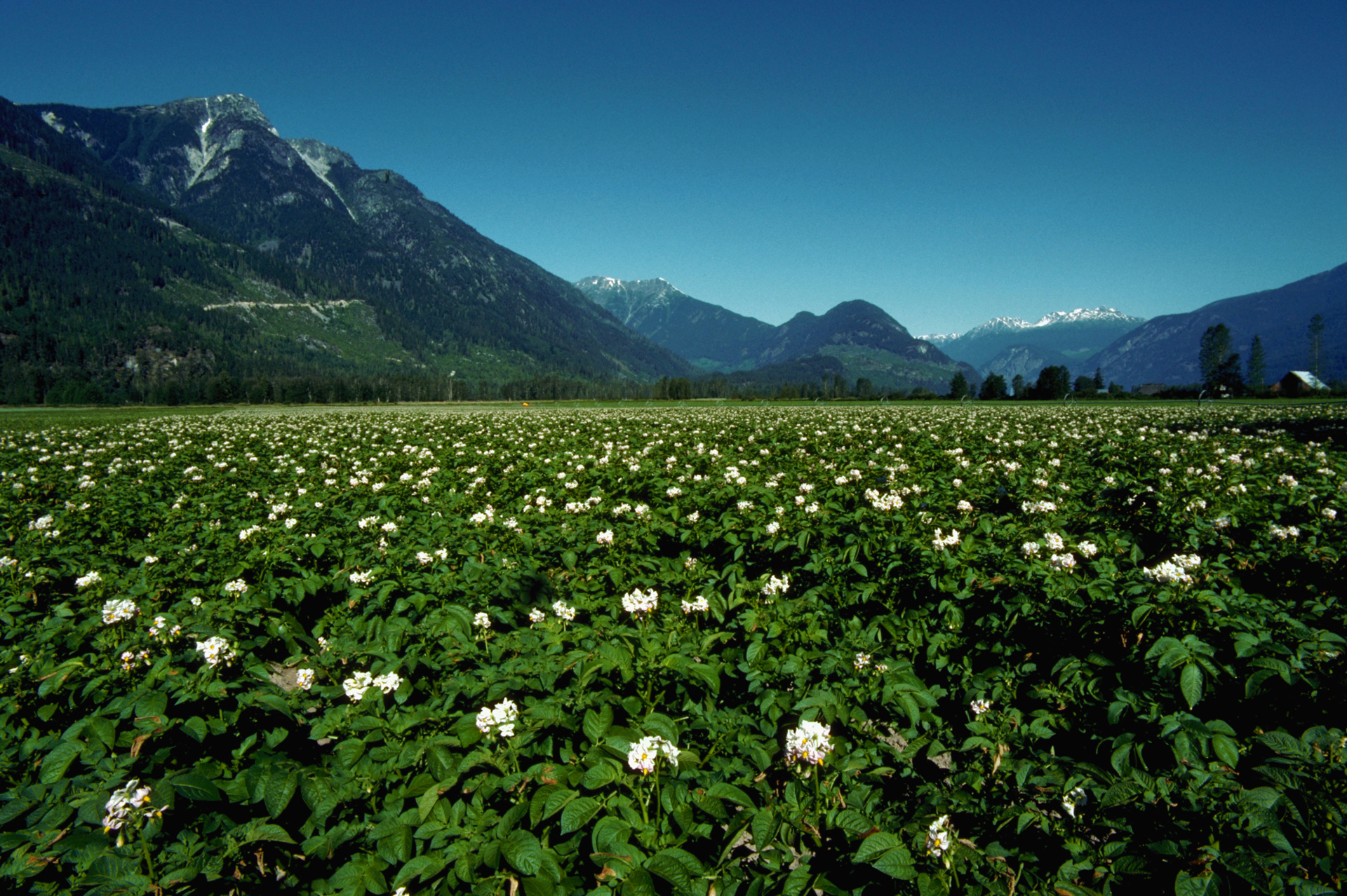 Flowering potato field with mountains