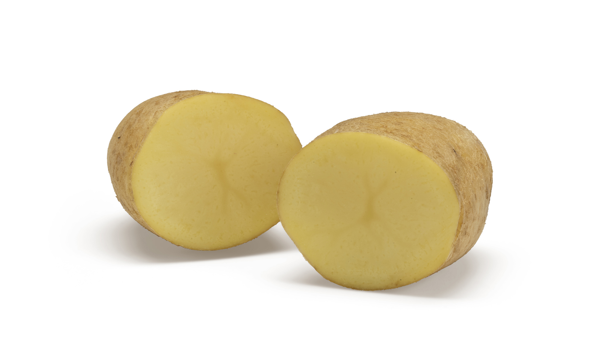 Ditta | An Agrico potato variety