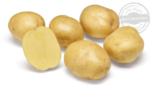 Aardappelras Twister