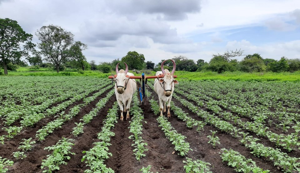 Oxen ploughing potato field header
