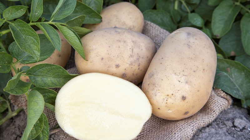 Arizona tubers in field cut