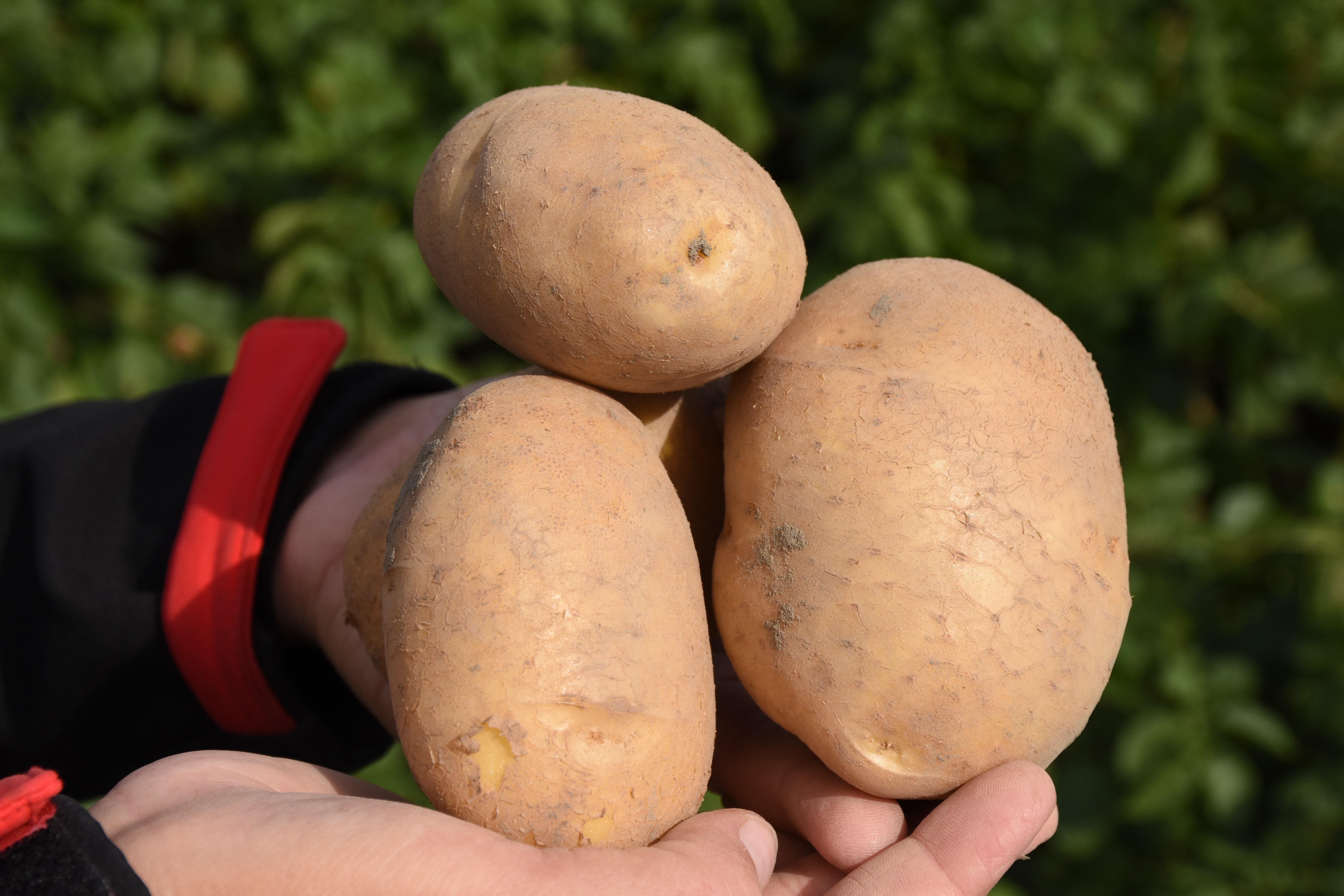 sinora aardappels in de hand