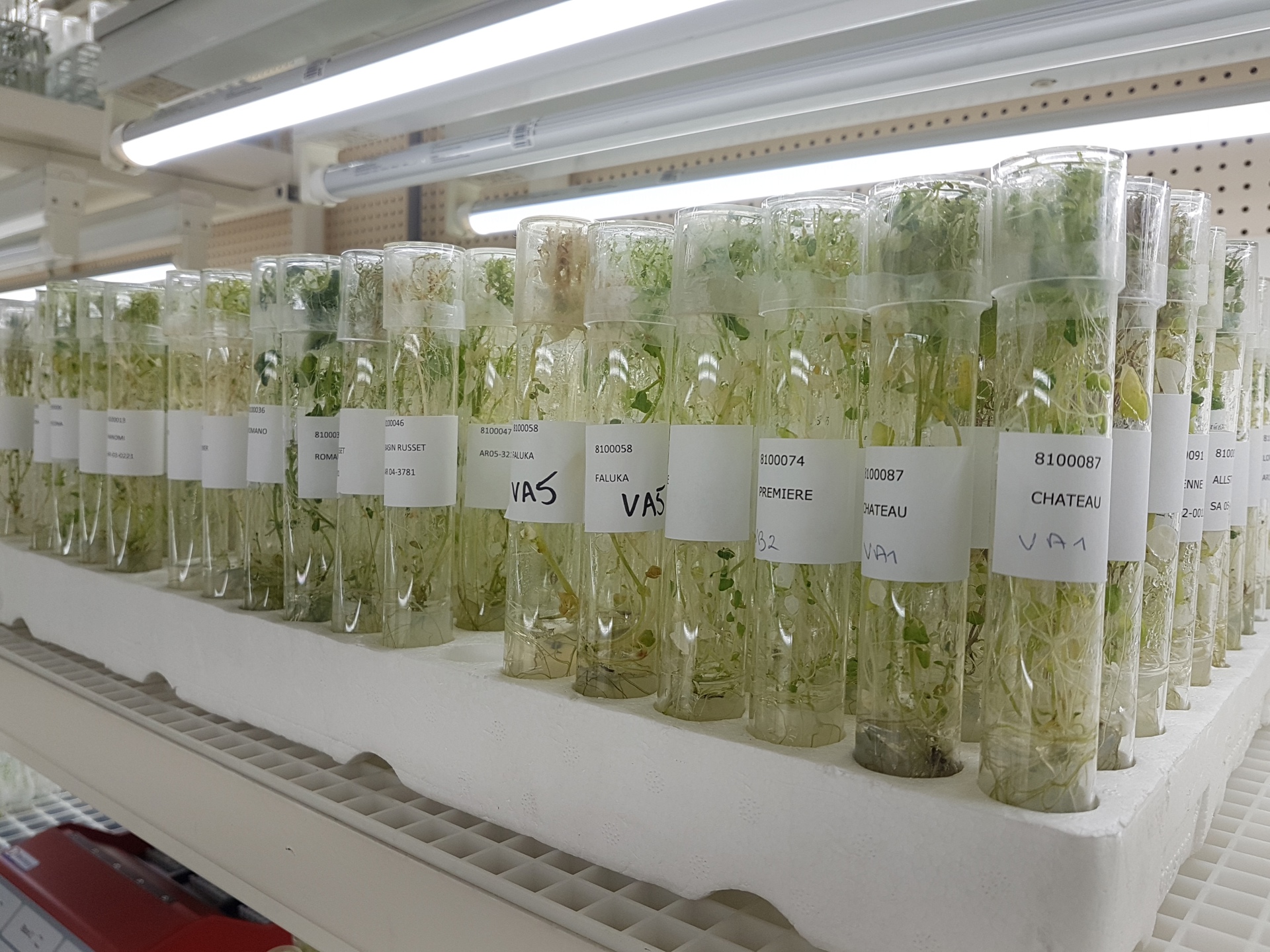 Research and development Agrico Potato