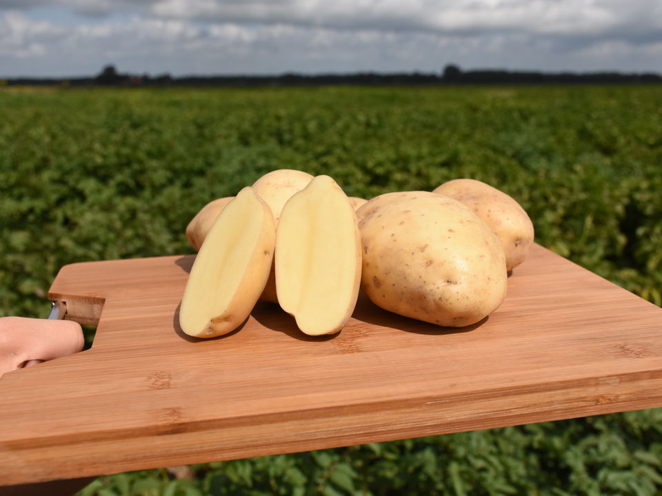 Riviera 21 ©Agrico 2019