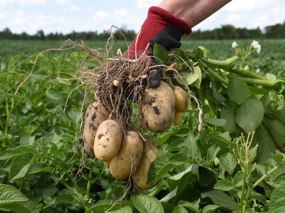 Levante aardappels aan plant - yield