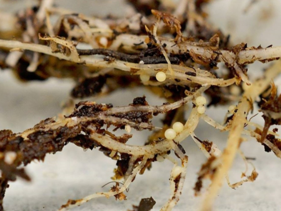 Potato Cyst Nematodes (PCN)