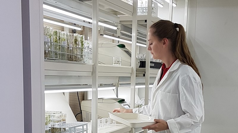 Lab technician with in vitro plants rack